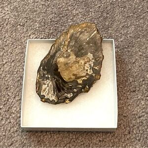 Petrified wood small slab fossil